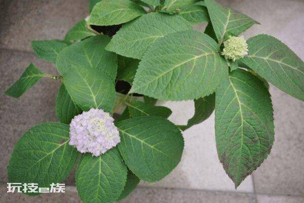 绣球只长叶子不开花是什么原因(绣球不开花到底怎么回事)-图片5